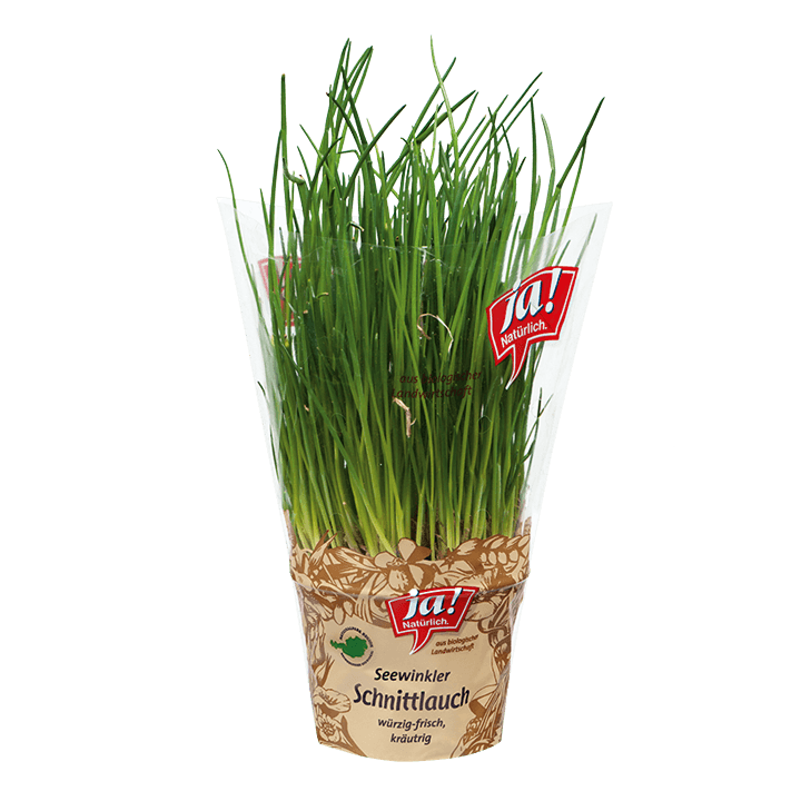 Bio-Schnittlauch