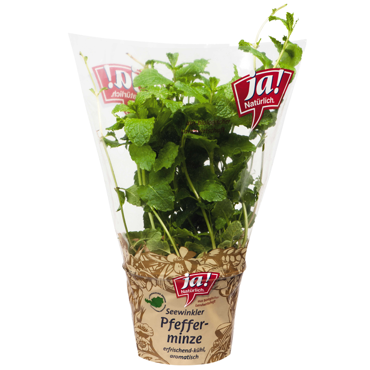 Bio-Pfefferminze