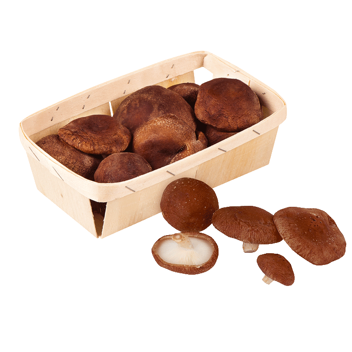 Bio-Shiitake Pilze