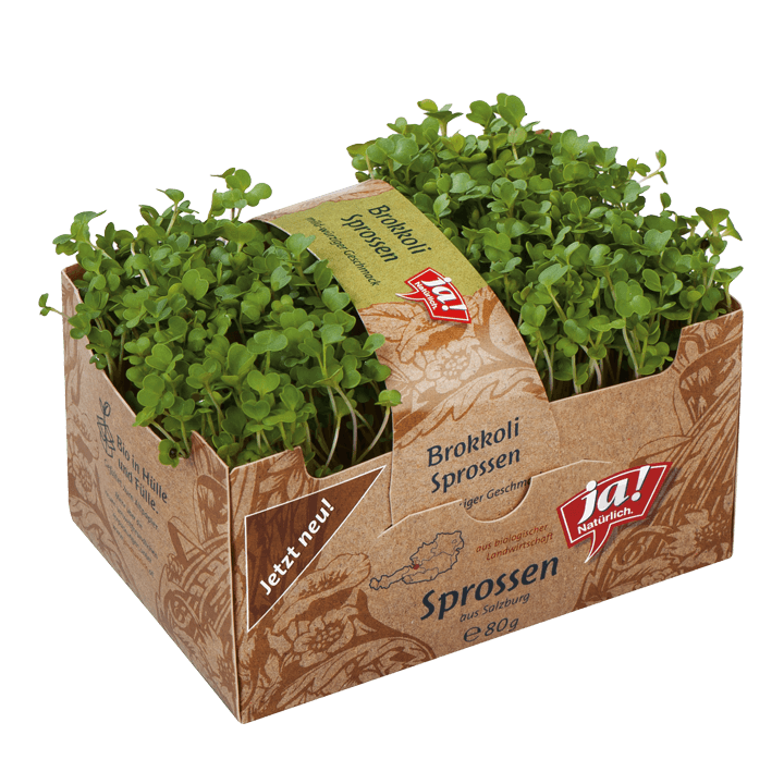 Bio-Brokkoli Sprossen