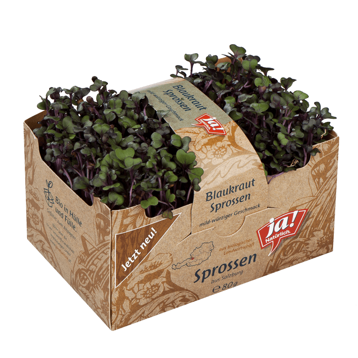 Bio-Blaukraut Sprossen
