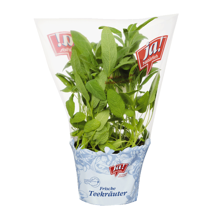 Bio-Teekräuter Salbei