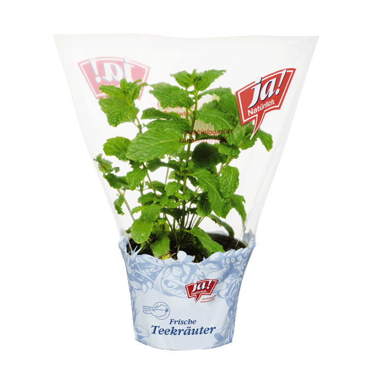 Bio-Teekräuter Minze