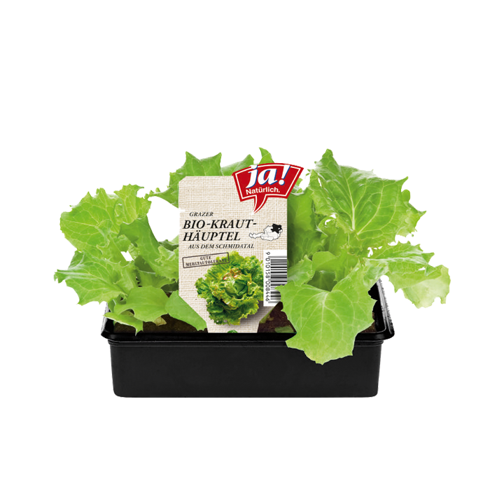 Bio-Salat- und Kohlgemüsejungpflanzen