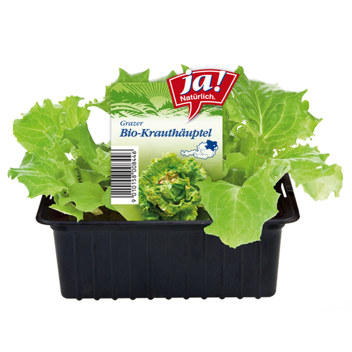 diverse Bio-Salat- und Kohlgemüsejungpflanzen