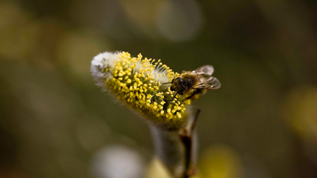Biene beim Nektar sammeln