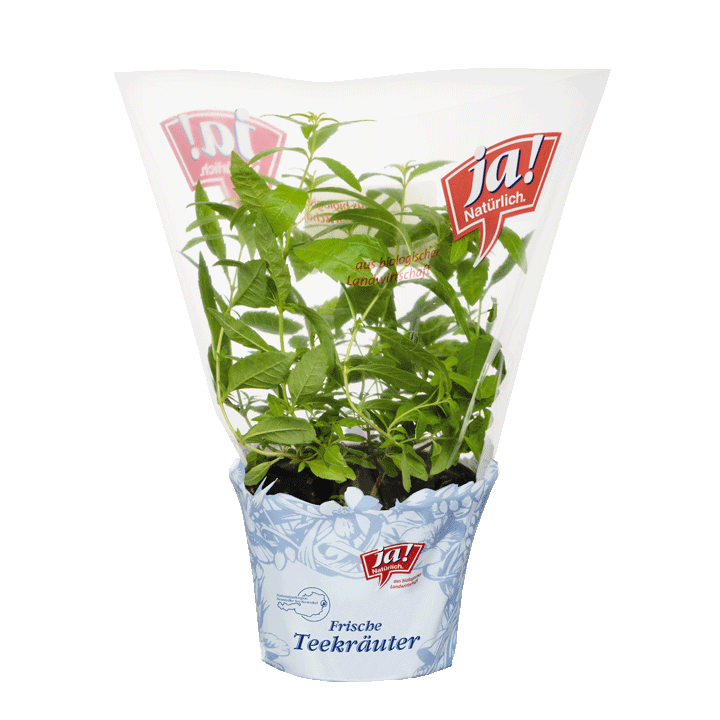 Bio-Teekräuter Zitronenverbene