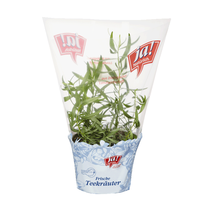 Bio-Teekräuter französischer Estragon