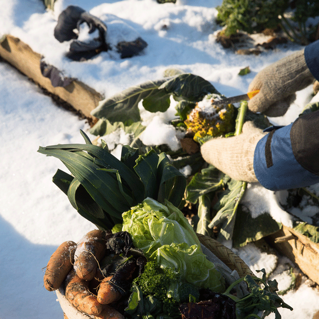 Jemand erntet Bio-Gemüse im Winter.