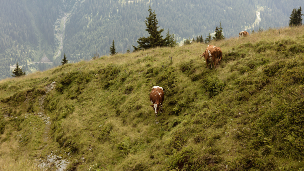 Bio-Kühe auf der Weide