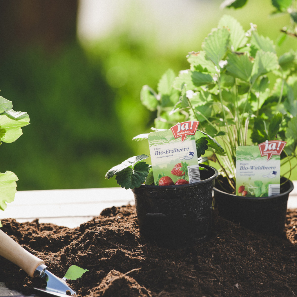 Bio-Erdbeer Jungpflanzen von Ja! Natürlich stehen auf einem Tisch auf dem Erde liegt