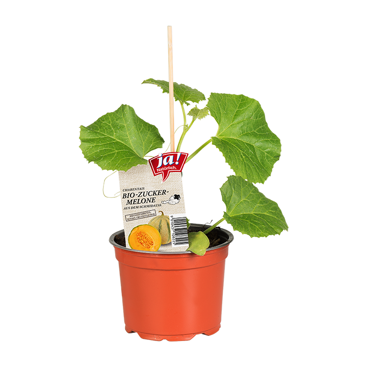 Bio-Melonen- und Kürbisjungpflanzen
