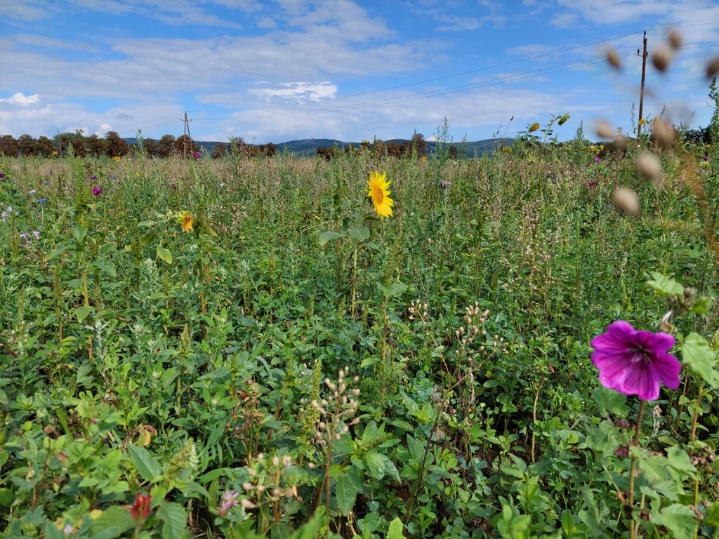 Eine Blumenwiese.