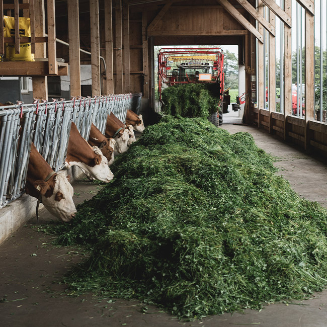 Rinder im Stall bei der Fütterung - Ja! Natürlich