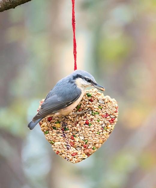 Tipps für Nützlinge im Winter von Ja! Natürlich
