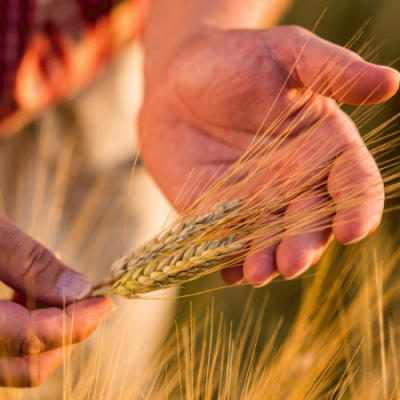 Jemand hält Weizen in der Hand.