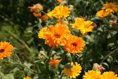 Orange blühende Blumen.