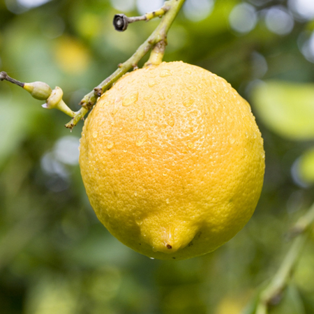 Bio-Zitronen: Die vitaminreichen Alleskönner - Ja! Natürlich