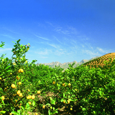 Bio-Zitronenfeld.