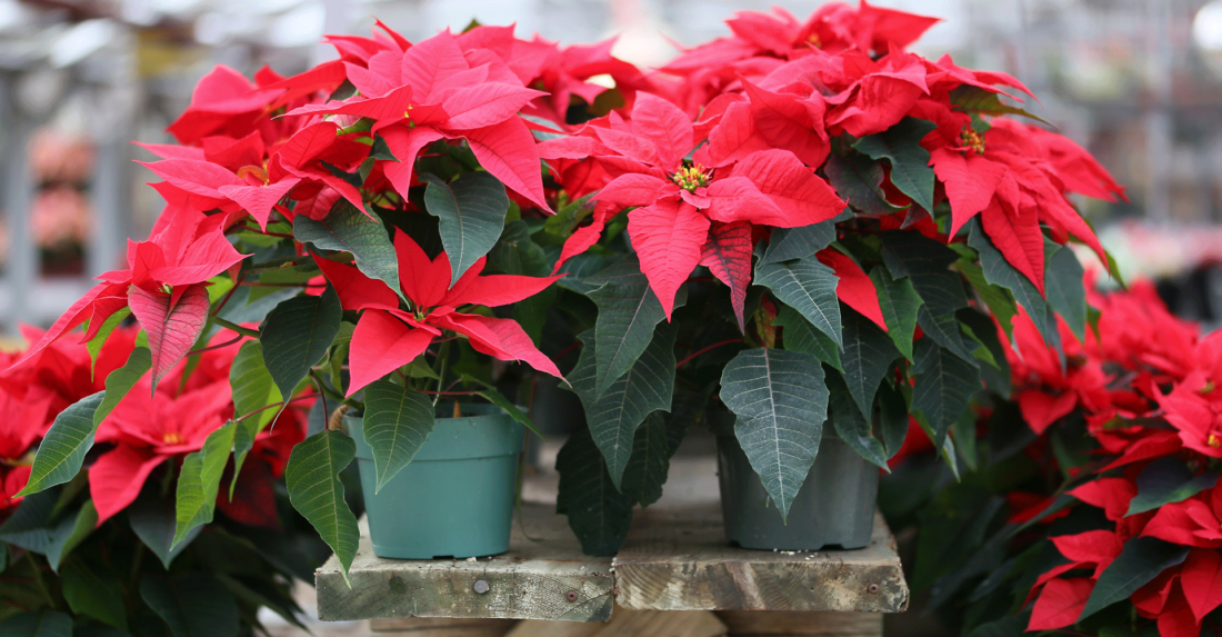 Weihnachtsstern – der blühende Star im Advent
