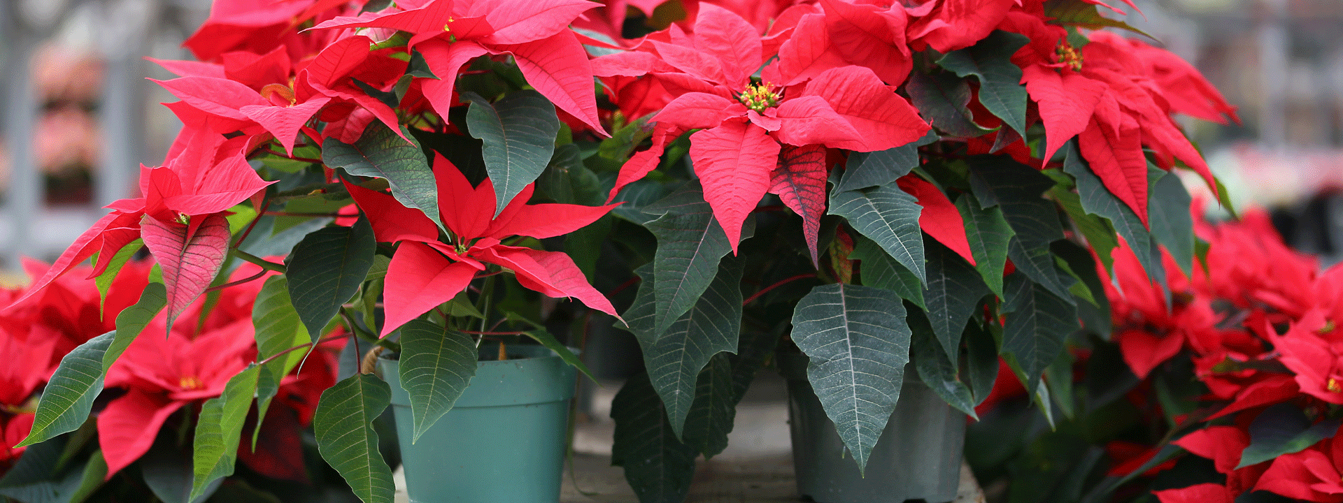 Bio-Weihnachtssterne in Töpfen.
