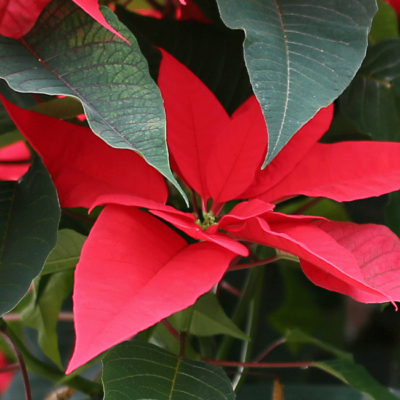 Nahaufnahme Bio-Weihnachtsstern.