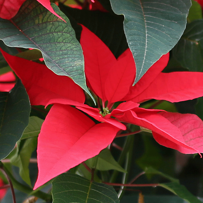 Weihnachtsstern – der blühende Star im Advent