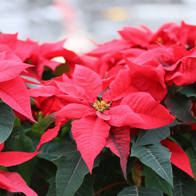 Bio-Weihnachtssterne in Töpfen.