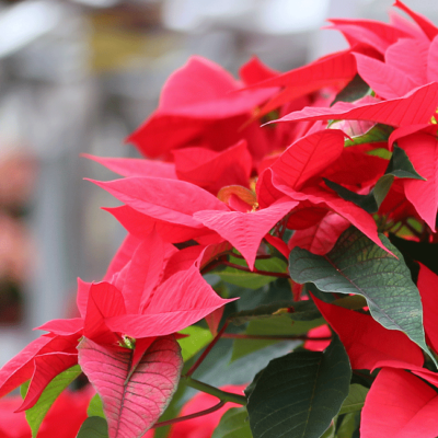 Nahaufnahme Bio-Weihnachtsstern.