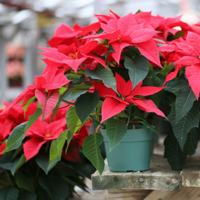 Nahaufnahme Bio-Weihnachtsstern.