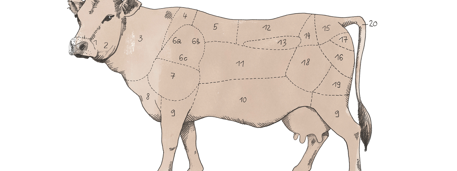 Fleischzerlegungstafel einer Kuh.