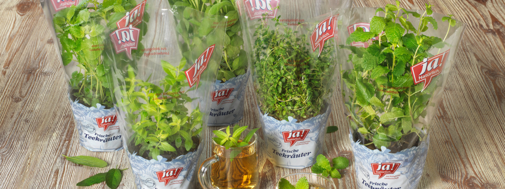 Ja! Natürlich Bio-Teekräuter im Topf, diverse Sorten.