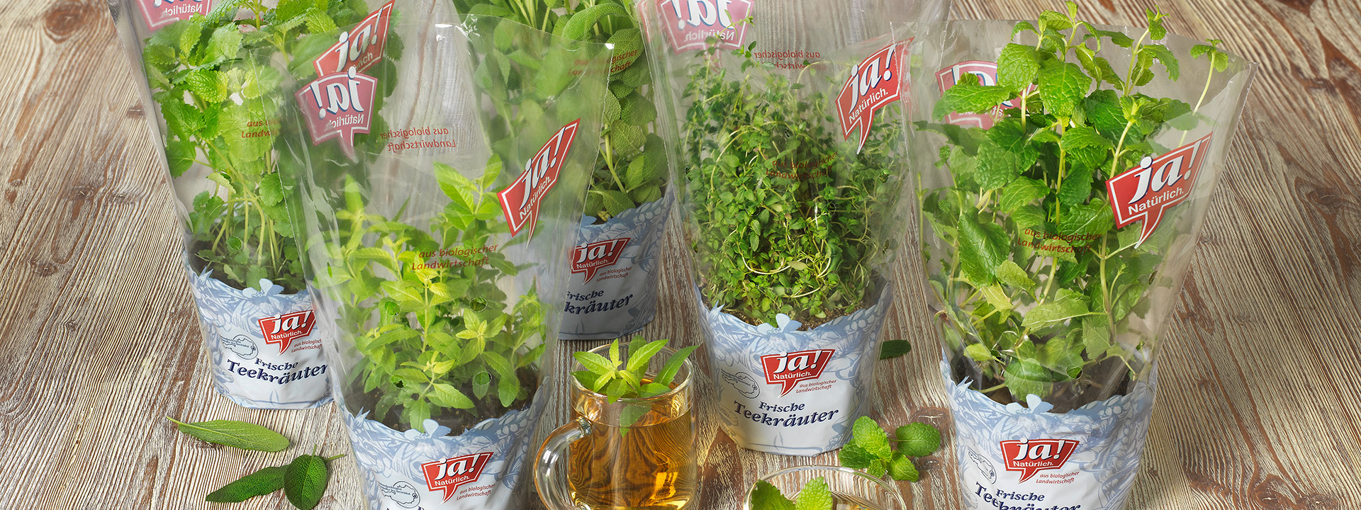 Ja! Natürlich Bio-Teekräuter im Topf, diverse Sorten.