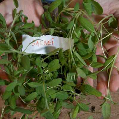 Jemand hält Ja! Natürlich Bio-Salbei.