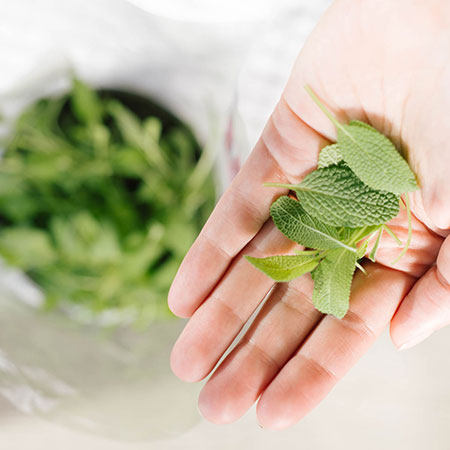Jemand hält Bio-Salbei in der Hand.