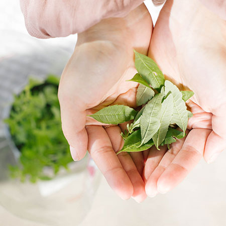 Jemand hält Bio-Salbei in der Hand.