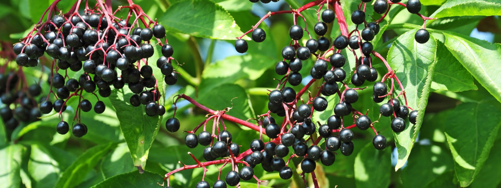 Bio-Hollerbeeren am Ast.