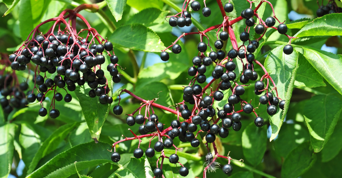 Wildobst im Garten: Paradies für die Tierwelt