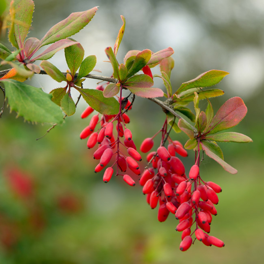 Bio-Berberitze am Ast.