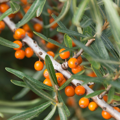 Bio-Sanddornbeeren am Ast.