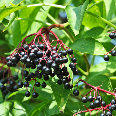 Bio-Hollerbeeren am Ast.