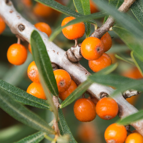 Nahaufnahme von Sanddornbeeren.