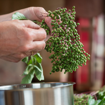 Jemand pflückt Bio-Hexenpfeffer über einem Topf.