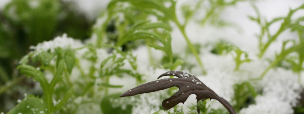 Gefallener Schnee auf Bio-Wintergemüse.
