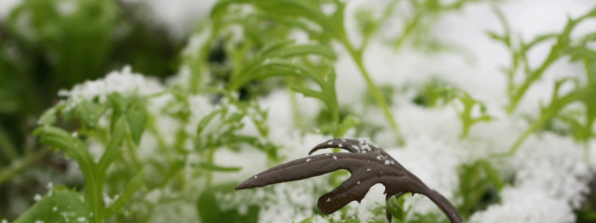 Gefallener Schnee auf Bio-Wintergemüse.