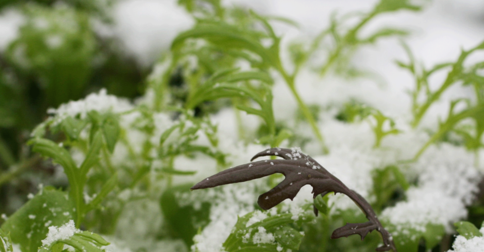 „Der Winter ist keine Wachstumszeit. Aber Erntezeit!“