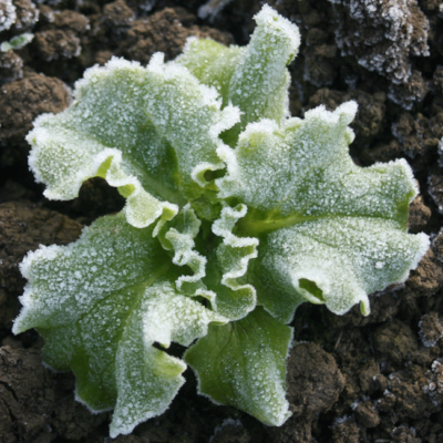 Ein Bio-Salat mit Frost.