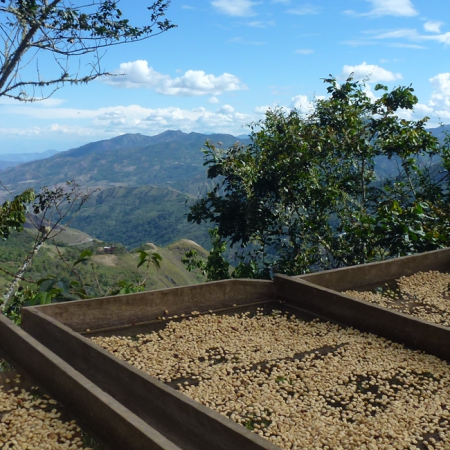 Eine Bio-Kaffeeplantage.