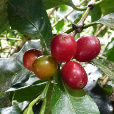 Nahaufnahme von Kaffeebeeren.