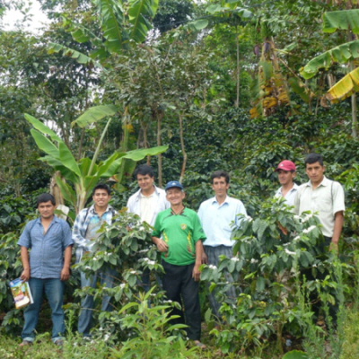 Kaffeebauern vor Kaffeepflanzen.